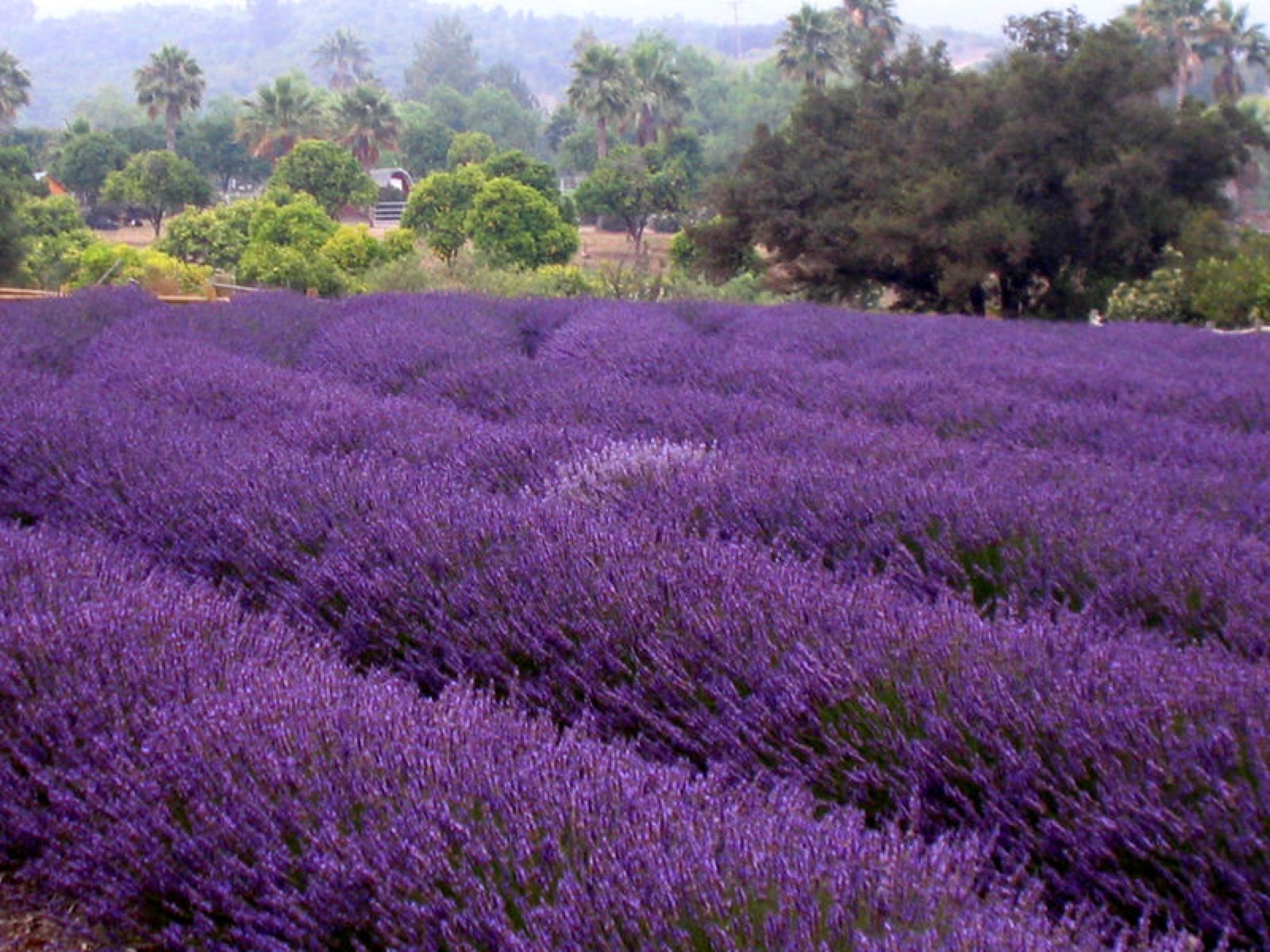 Lavender Farm